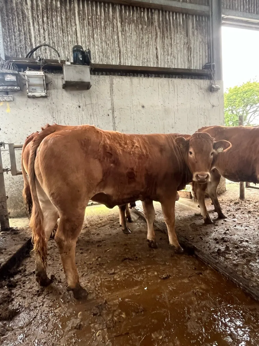 Pedigree Limousin maiden heifers - Image 4