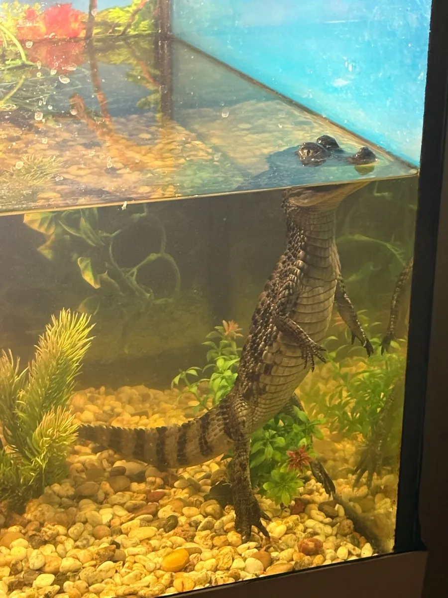2 Spectacled caiman & 2 River cooter - Image 1