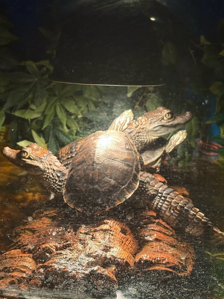 2 Spectacled caiman & 2 River cooter - Image 3