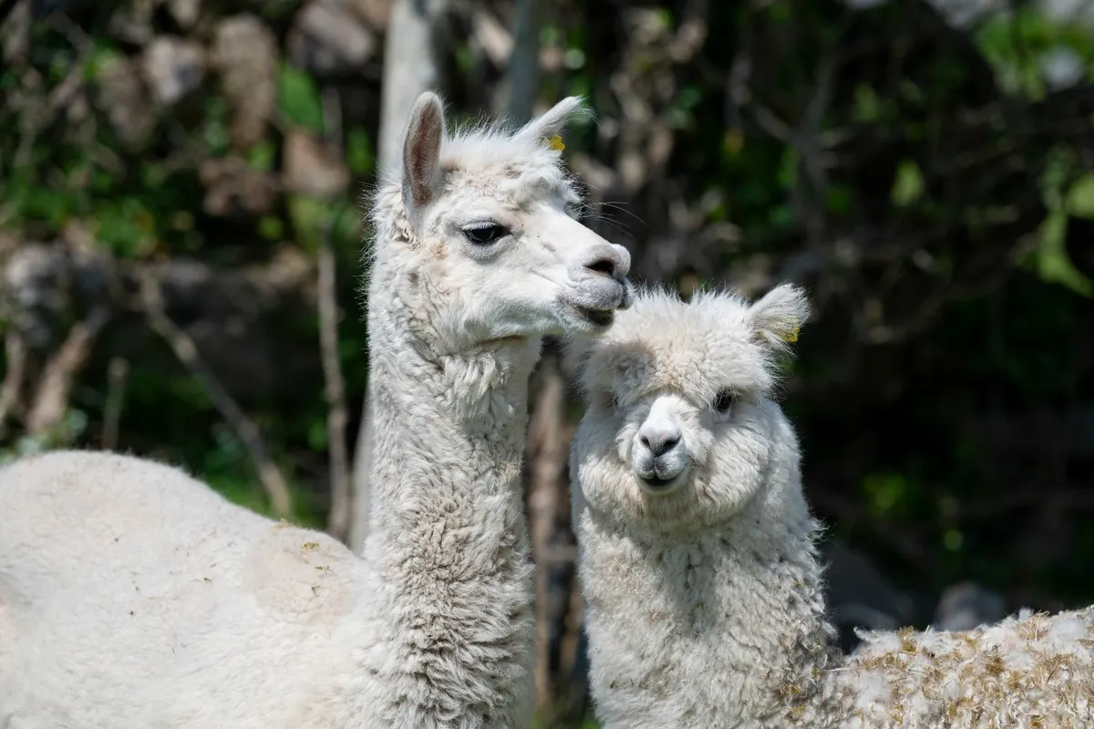 Alpacas in Clare - Image 2