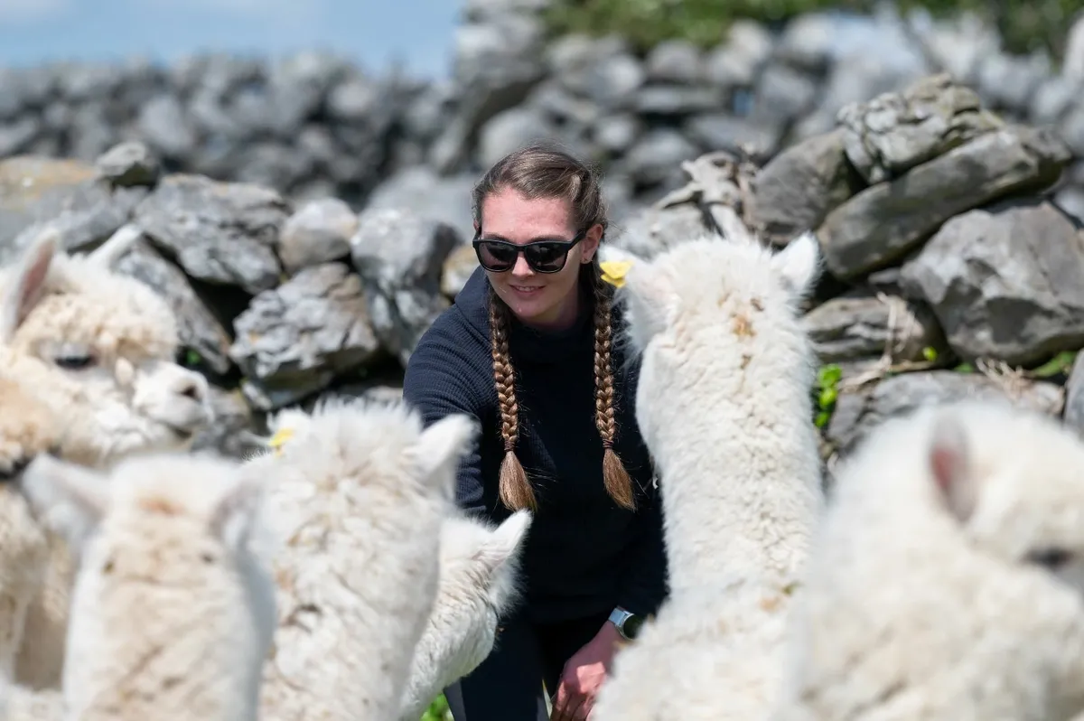 Alpacas in Clare - Image 4