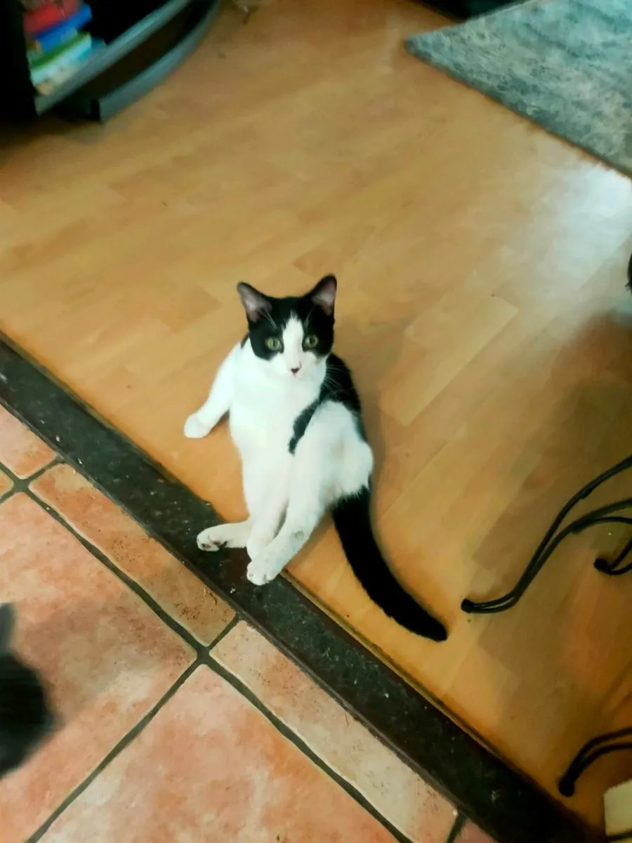 Cat - Image 1