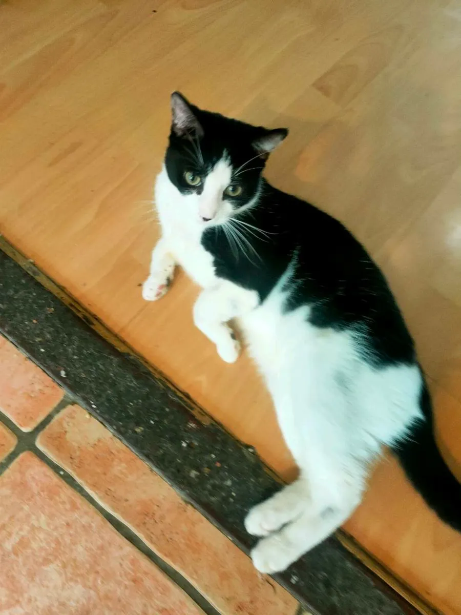 Cat - Image 2