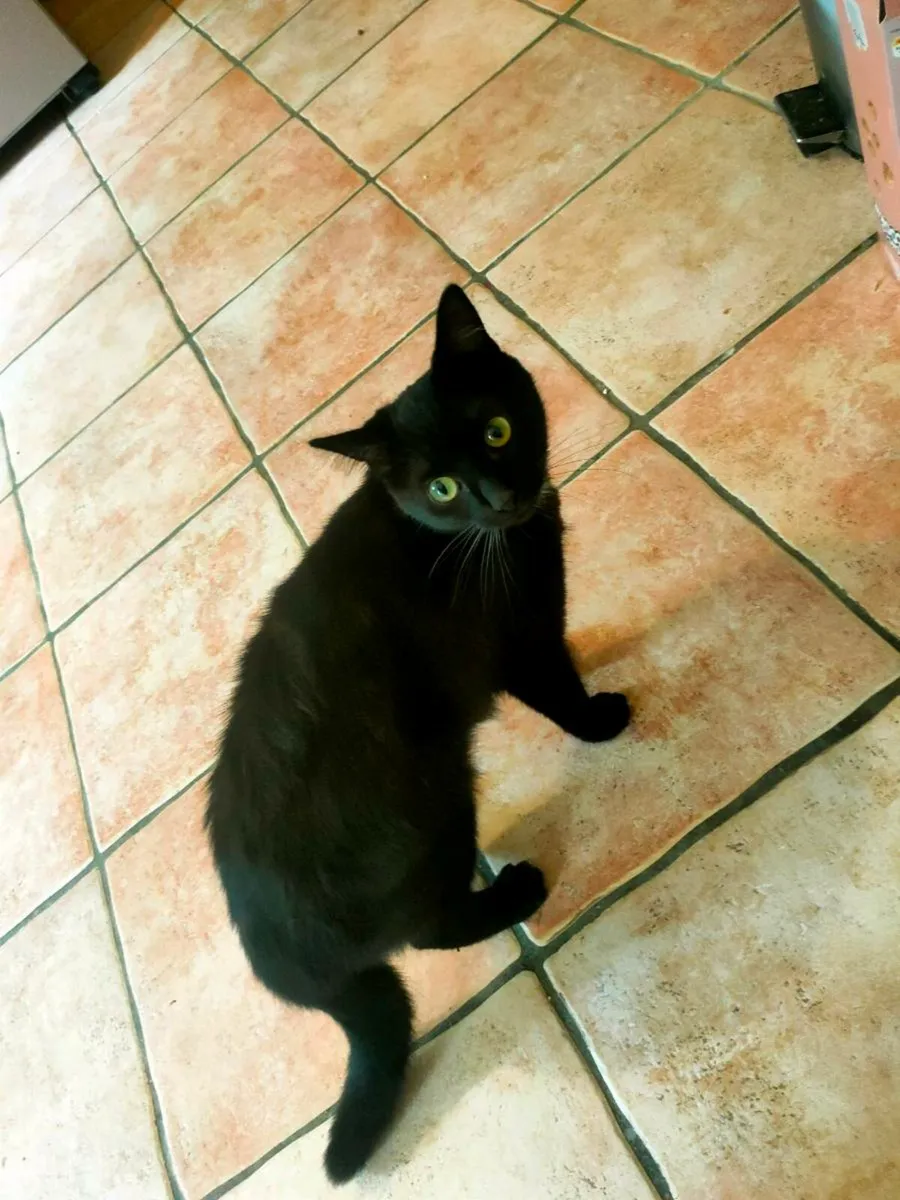 Cat - Image 3