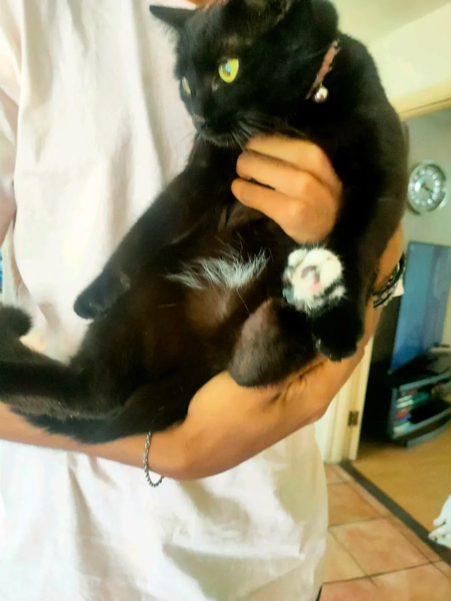 Cat - Image 4
