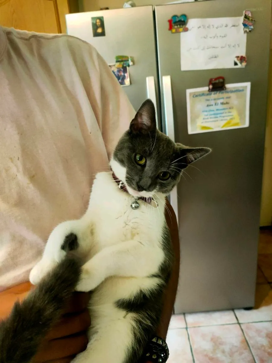 Cat - Image 4