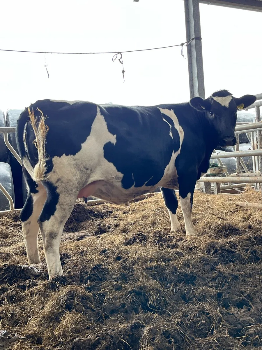 Belgian blue springer for sale - Image 1