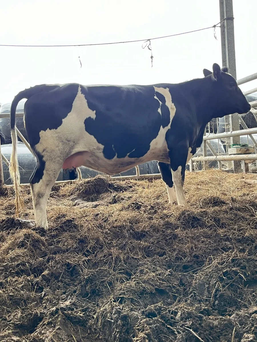 Belgian blue springer for sale - Image 2