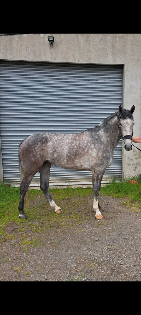 3yo ID filly - Image 1