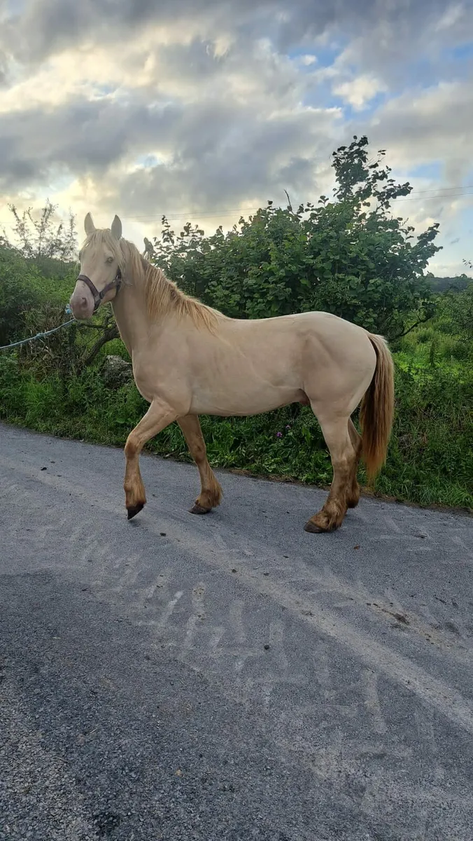 Perlino Colt - Image 1