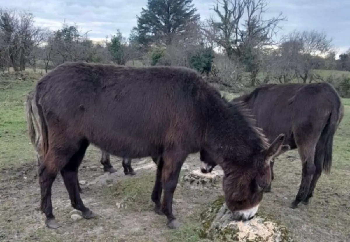 Donkeys for Sale - Image 1