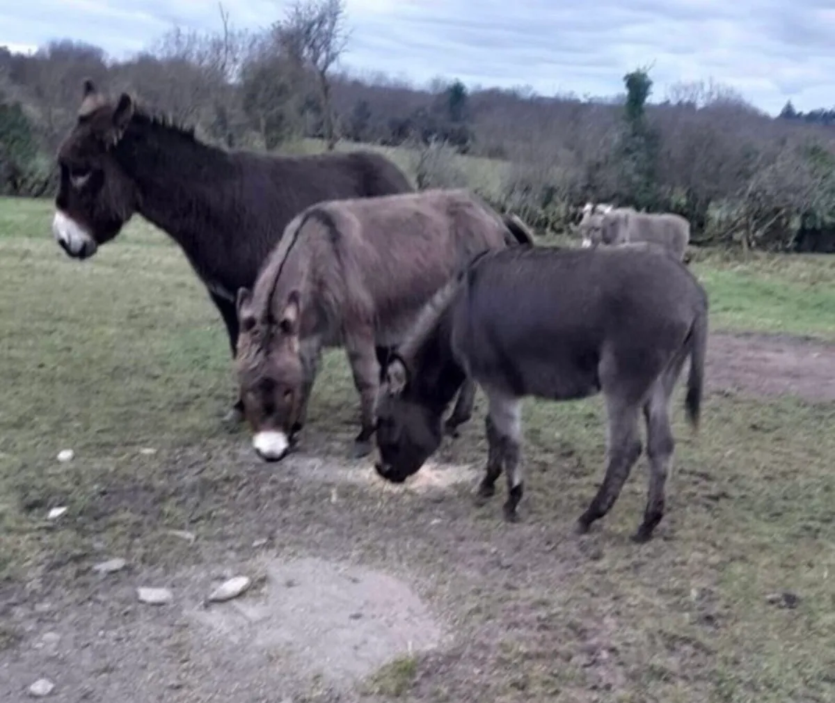 Donkeys for Sale - Image 2