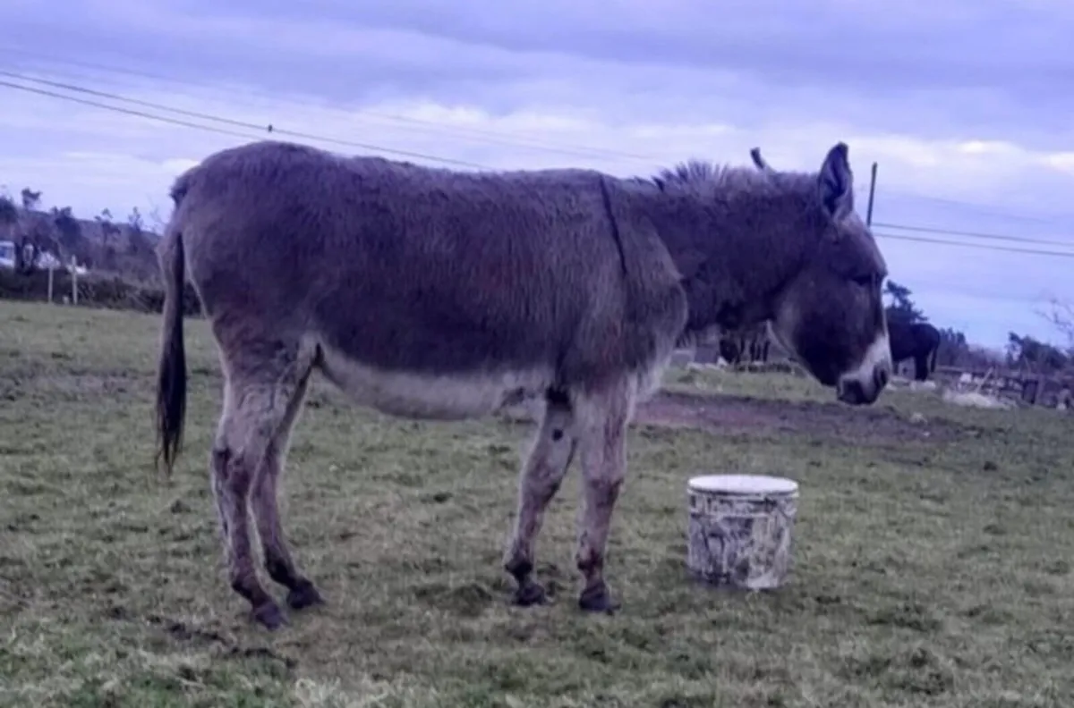 Donkeys for Sale - Image 3