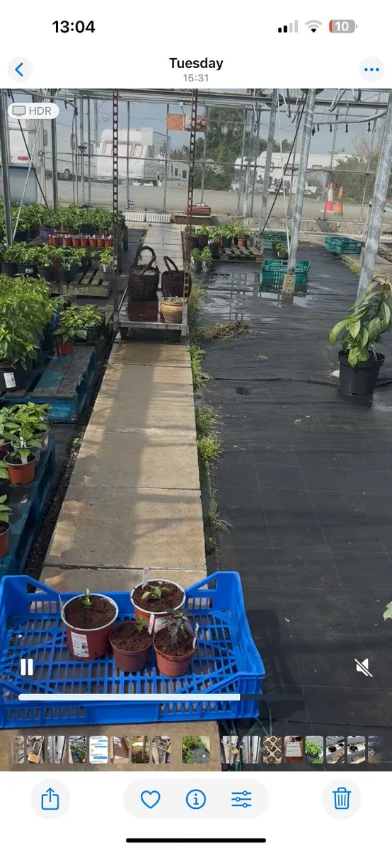 Hydroponic Basil plants and Chilli Plants - Image 3
