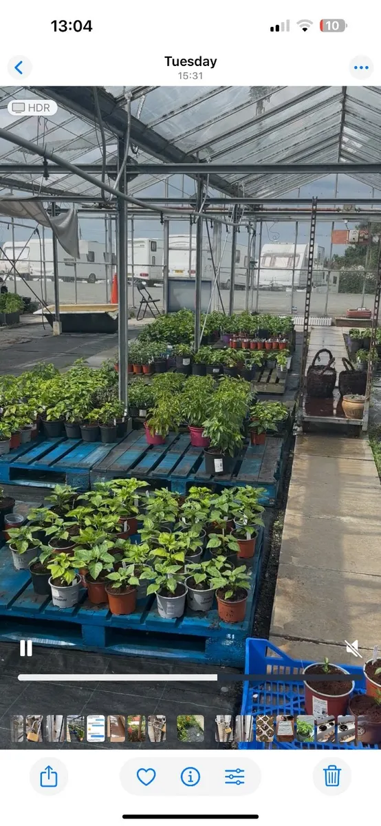 Hydroponic Basil plants and Chilli Plants - Image 4