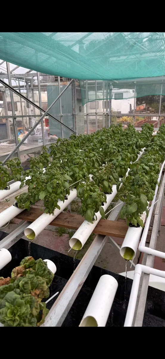 Hydroponic Basil plants and Chilli Plants - Image 1