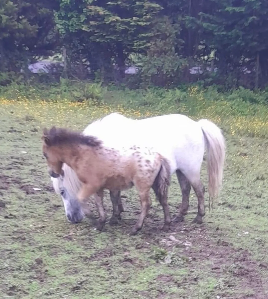 Falabella Pony and Foal - Image 1