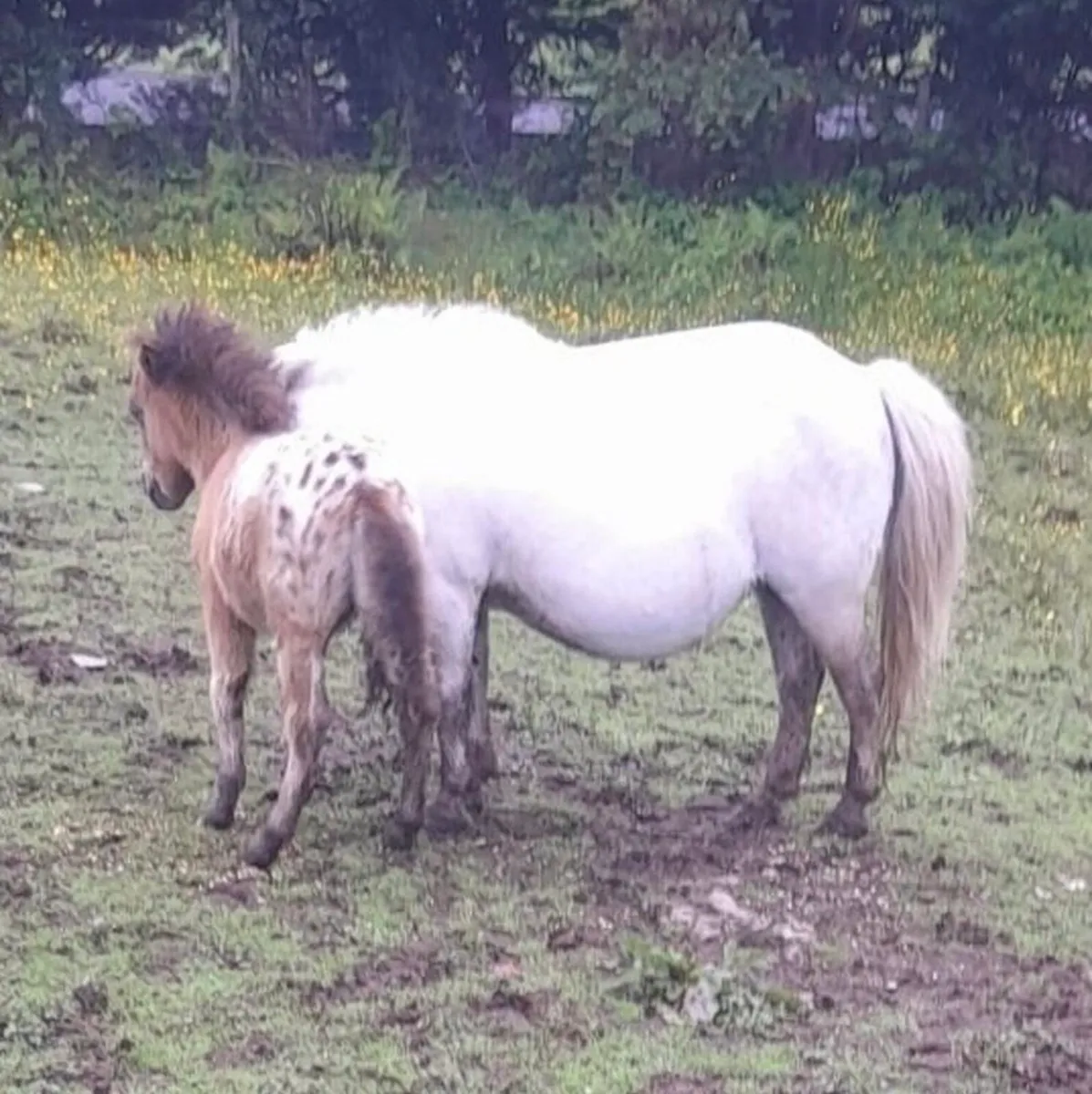 Falabella Pony and Foal - Image 2