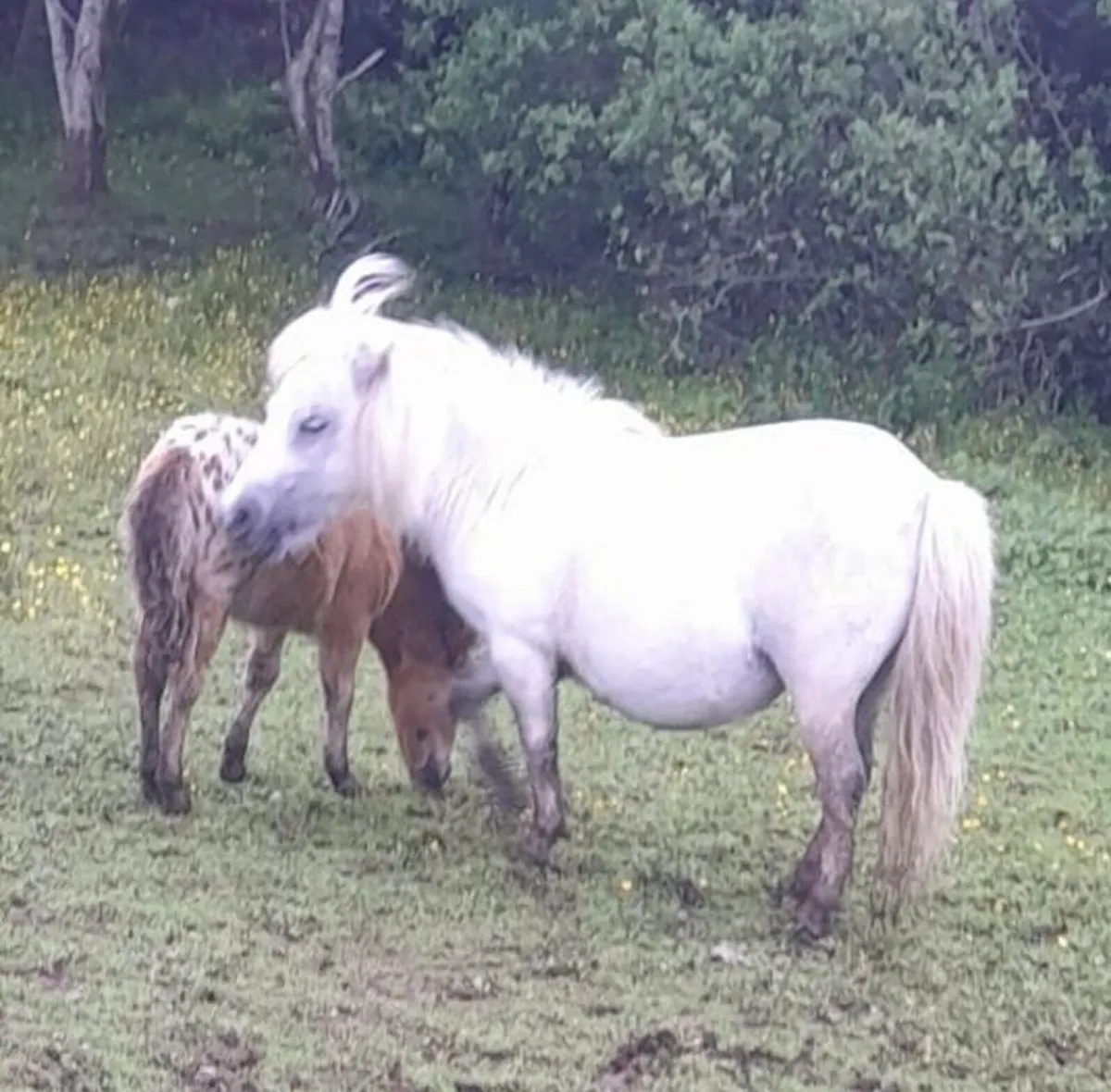 Falabella Pony and Foal - Image 3