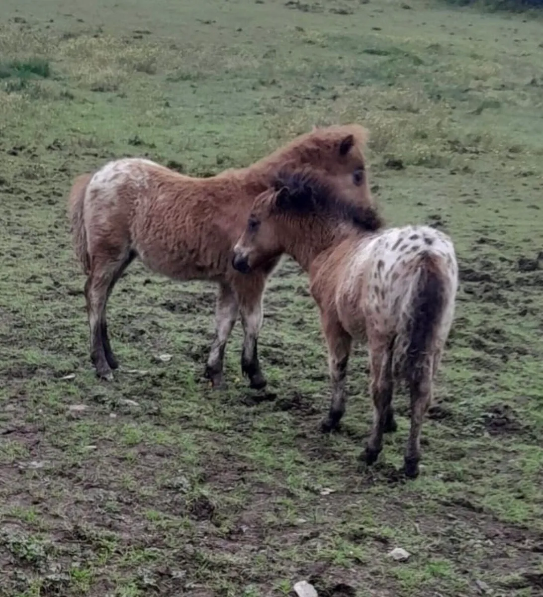 Falabella Pony and Foal - Image 4