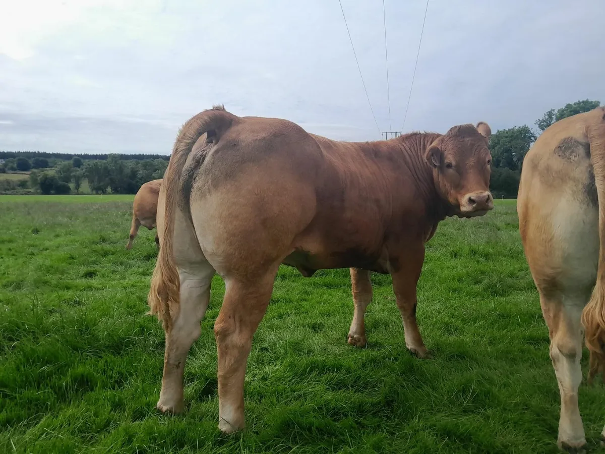 Show Quality Breeding Heifers - Image 2