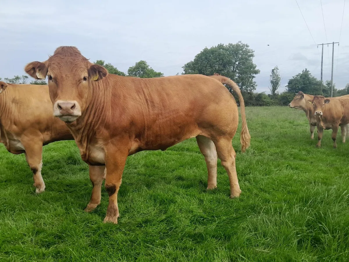 Show Quality Breeding Heifers - Image 3