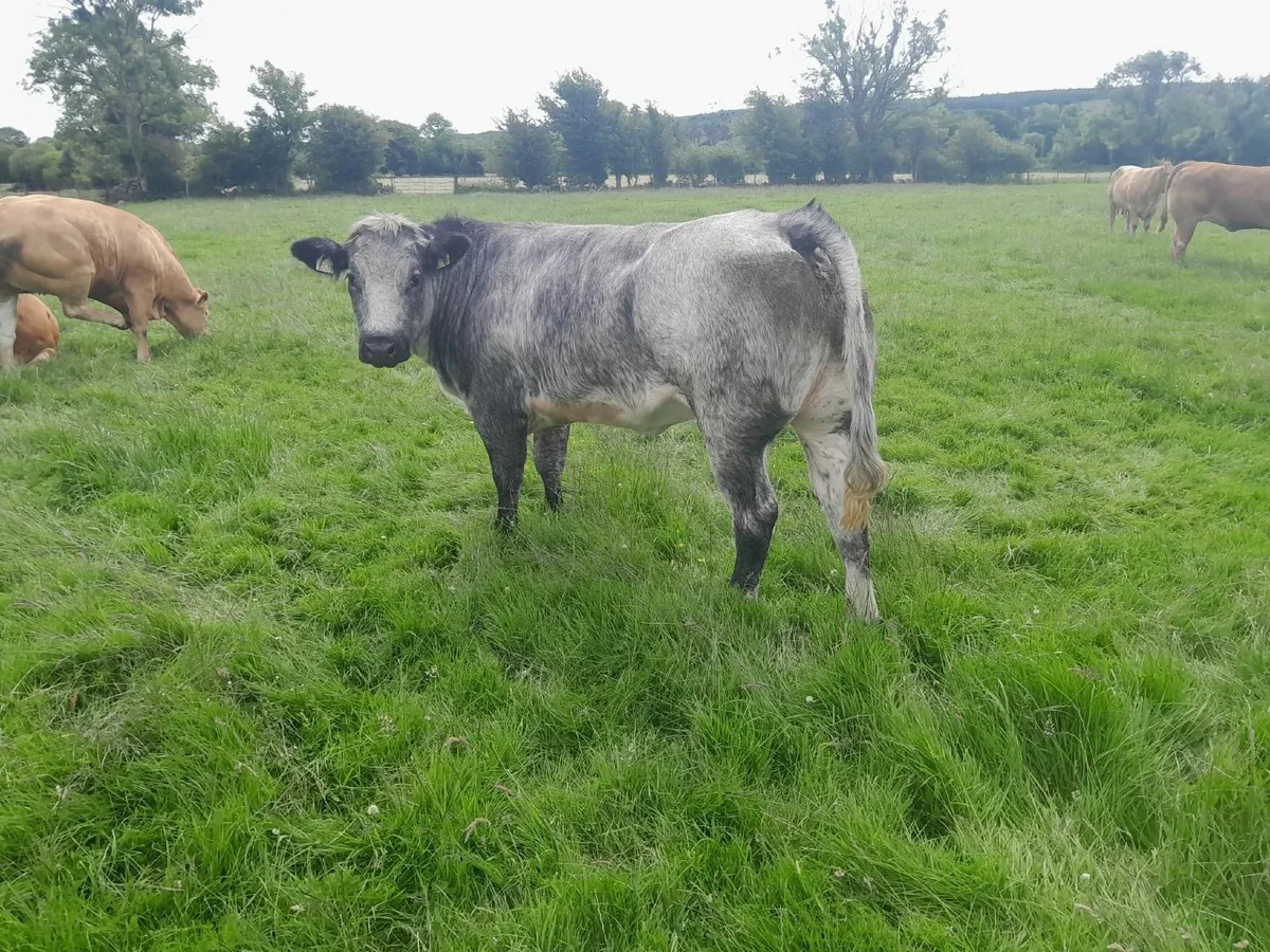 Show Quality Breeding Heifers - Image 4