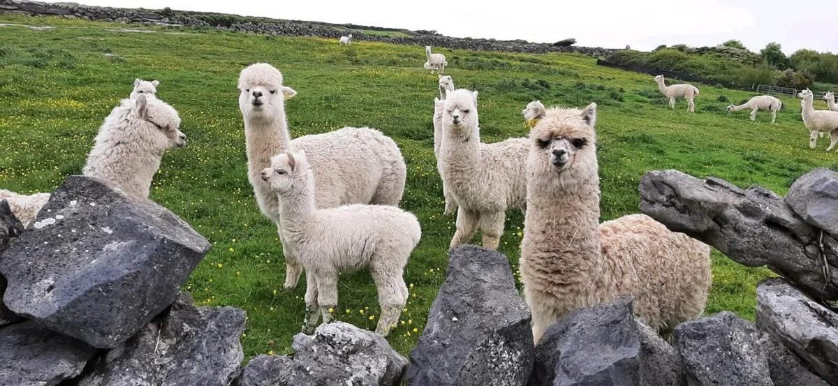 Alpacas in Clare - Image 1