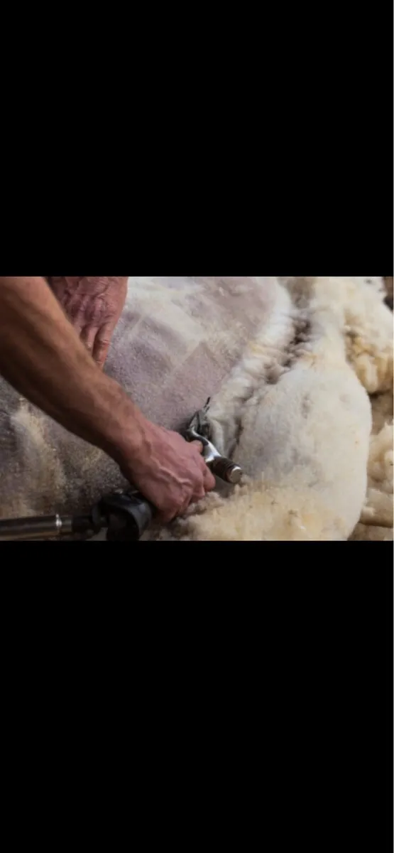 Sheep shearing
