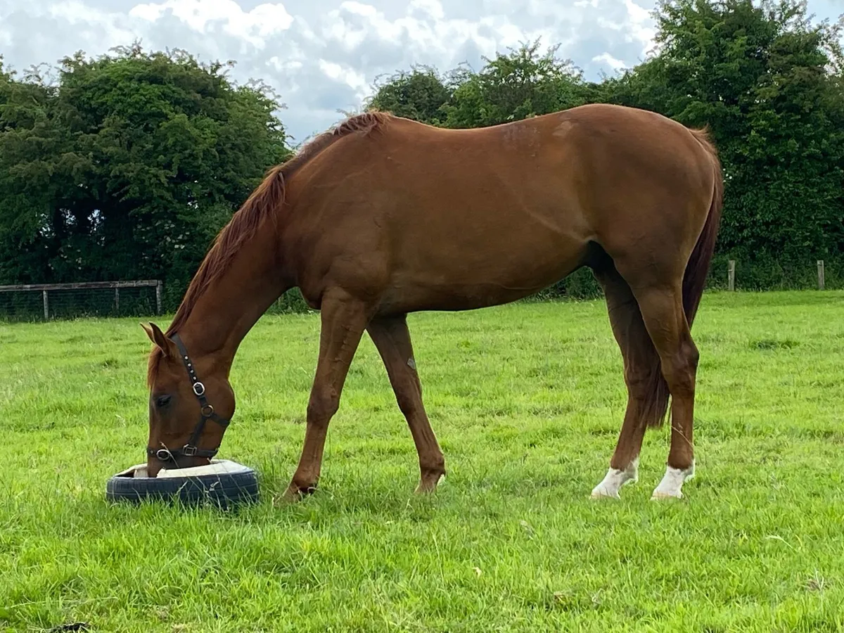 Thoroughbred gelding - Image 1