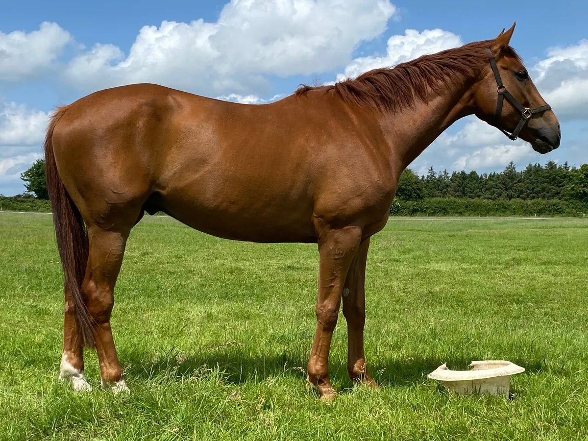 Thoroughbred gelding - Image 2