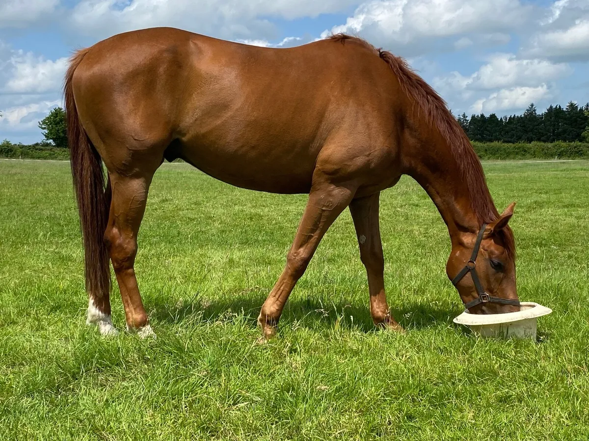 Thoroughbred gelding - Image 3