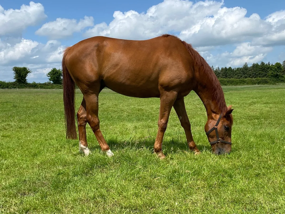 Thoroughbred gelding - Image 4