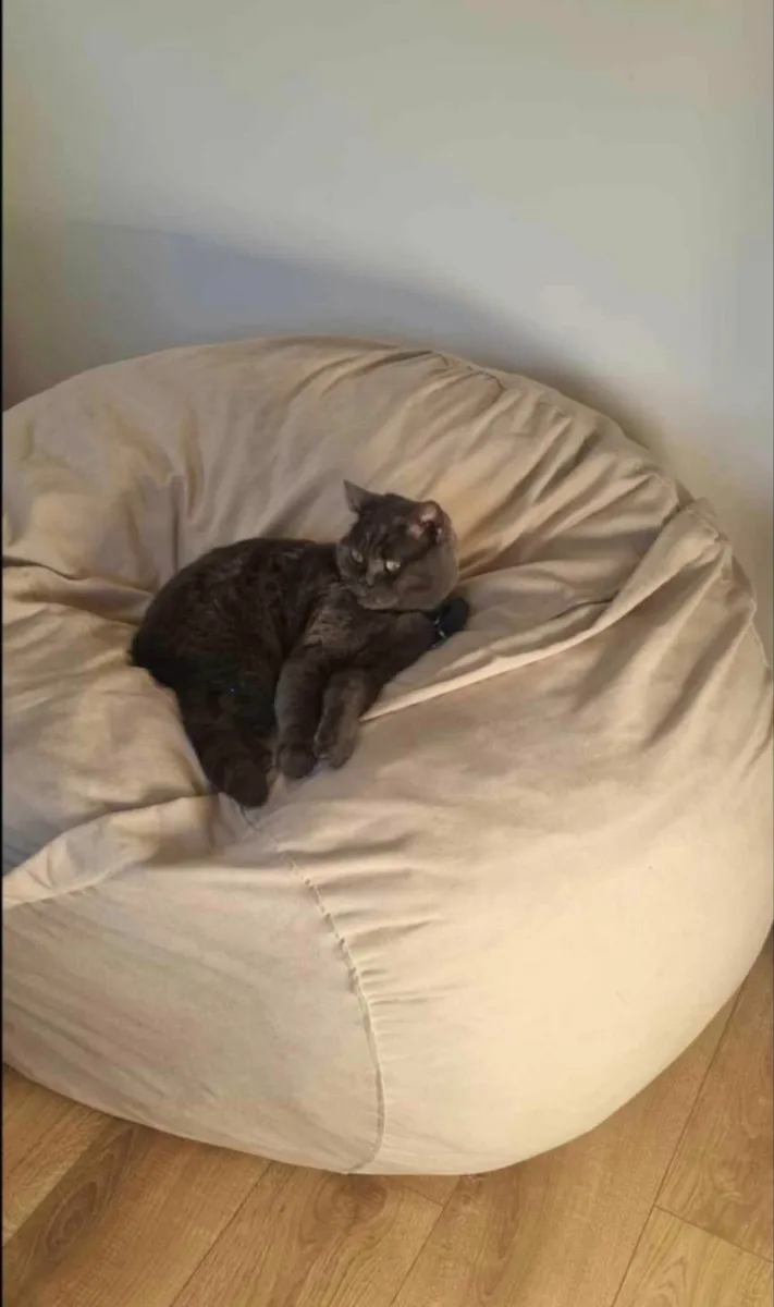 Bean bag Elephant - Image 2