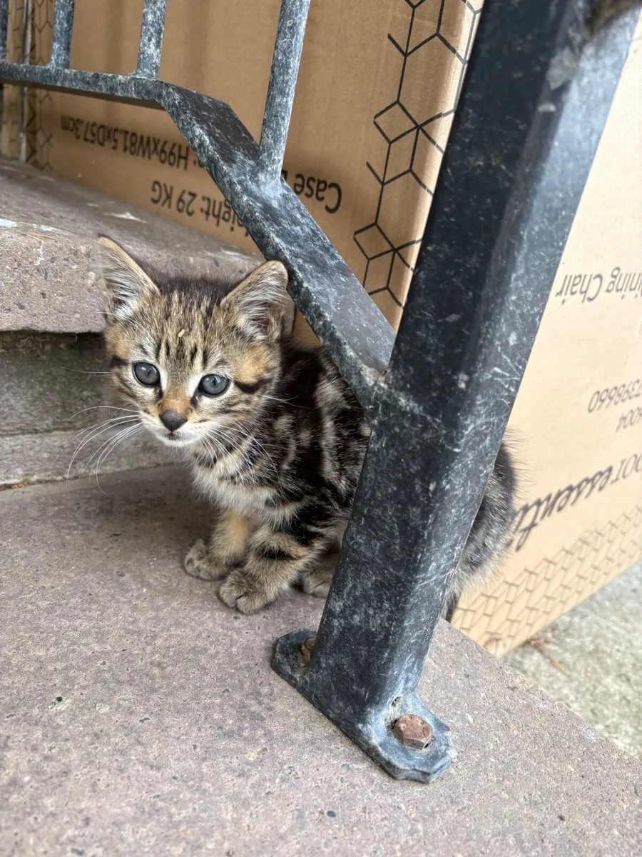 Kittens - Image 1