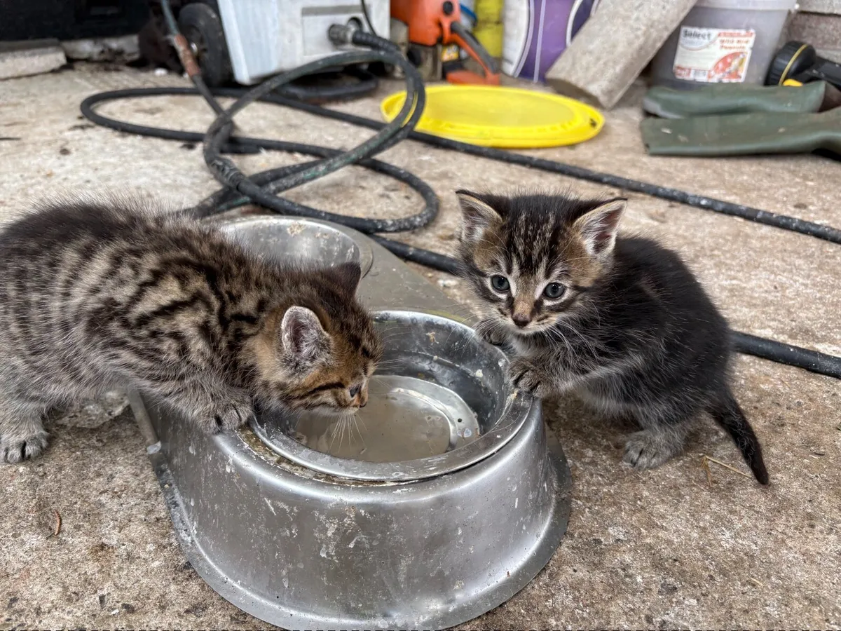 Kittens - Image 2