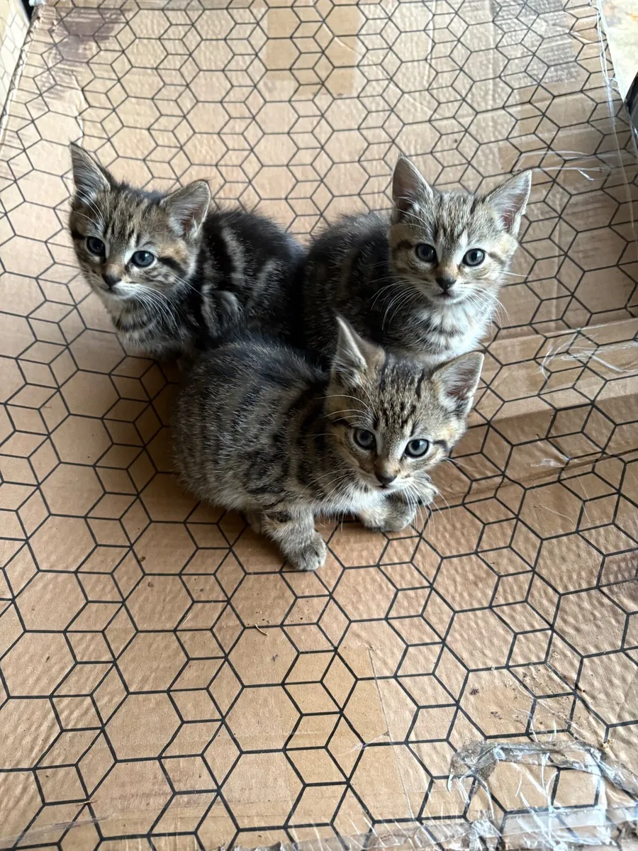 Kittens - Image 3