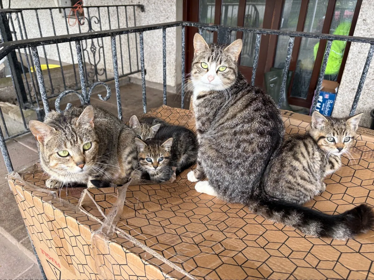 Kittens - Image 4