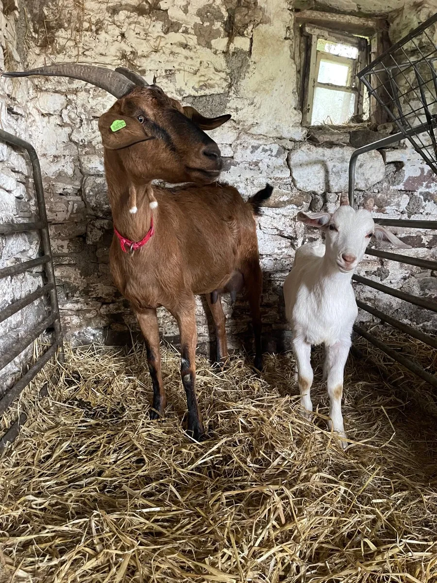 Goats in milk, yearlings and 2025 kids - Image 2