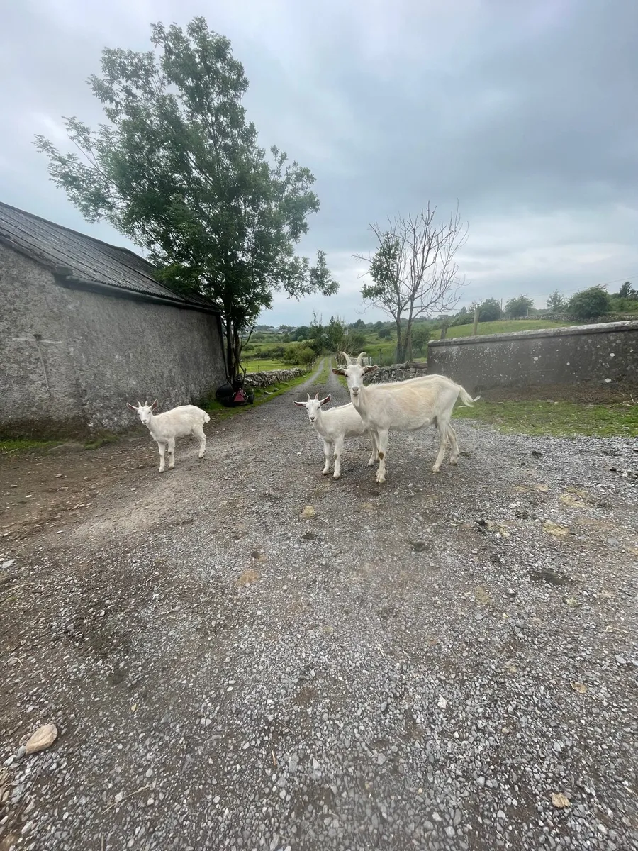 Goats in milk, yearlings and 2025 kids - Image 3