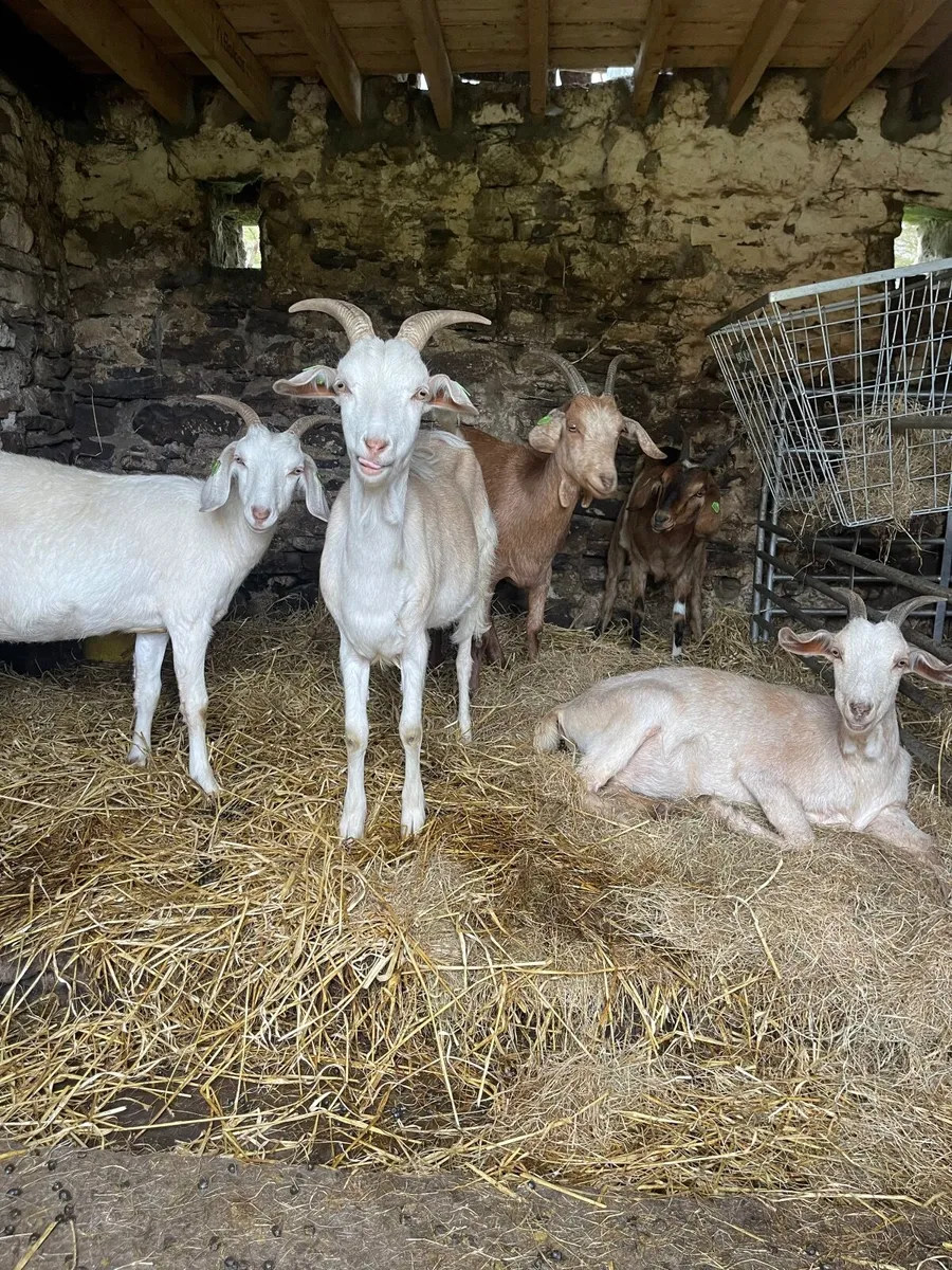 Goats in milk, yearlings and 2025 kids - Image 4