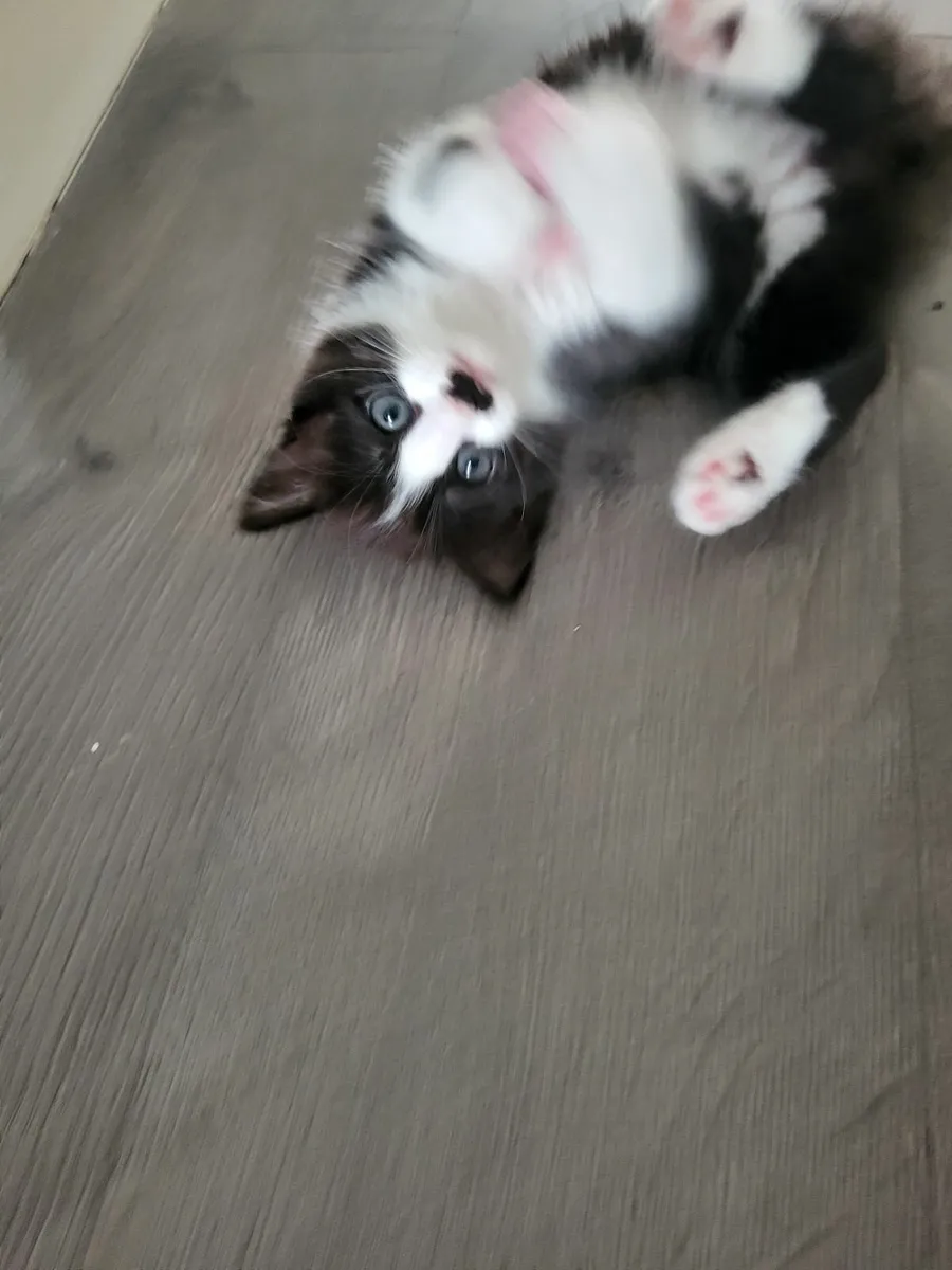 fluffy kittens😍 - Image 2