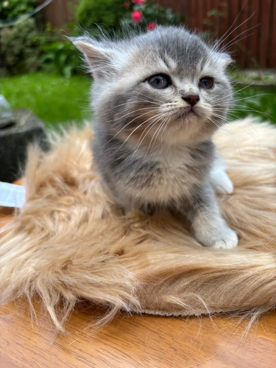 British shorthair blue golden kittens - Image 3