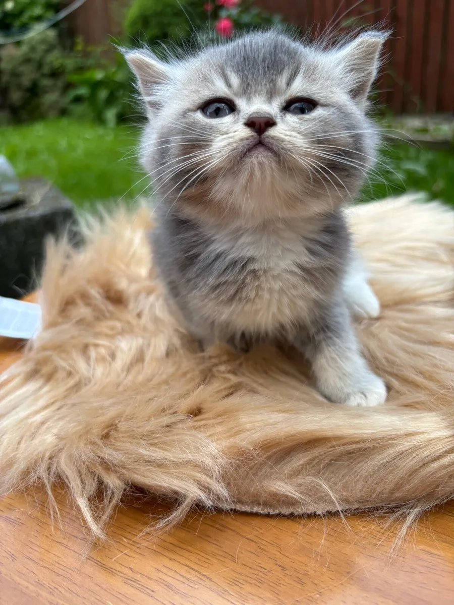 British shorthair blue golden kittens - Image 4