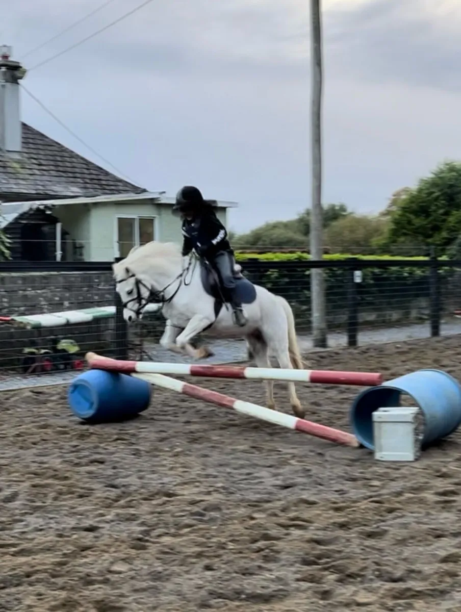 Lead rein / 1st pony - Image 1