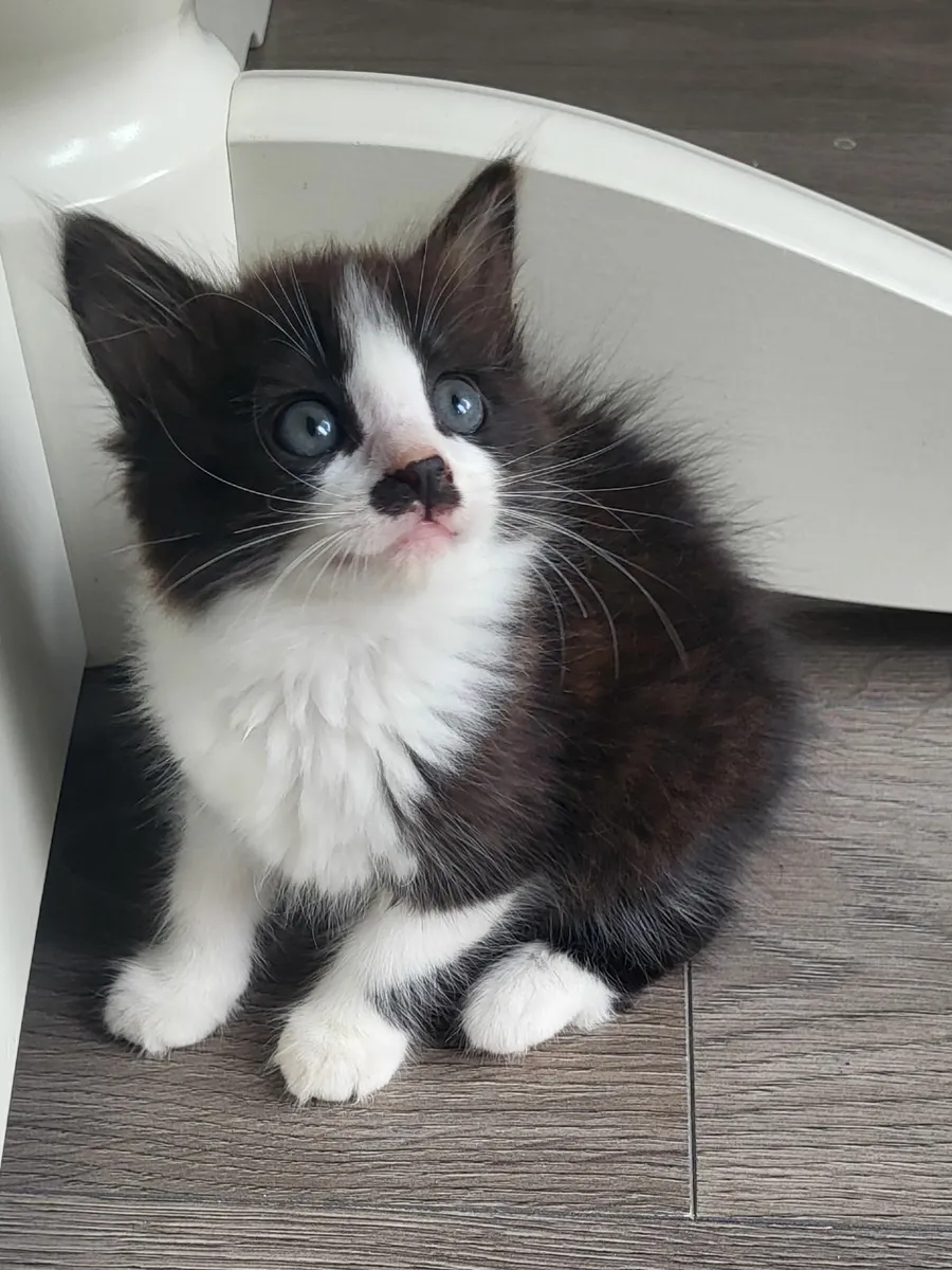 fluffy kittens😍 - Image 1