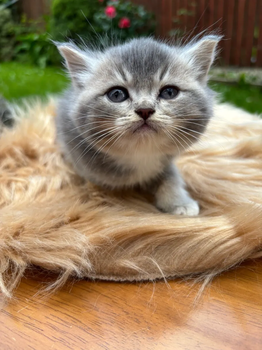 British shorthair blue golden kittens - Image 2