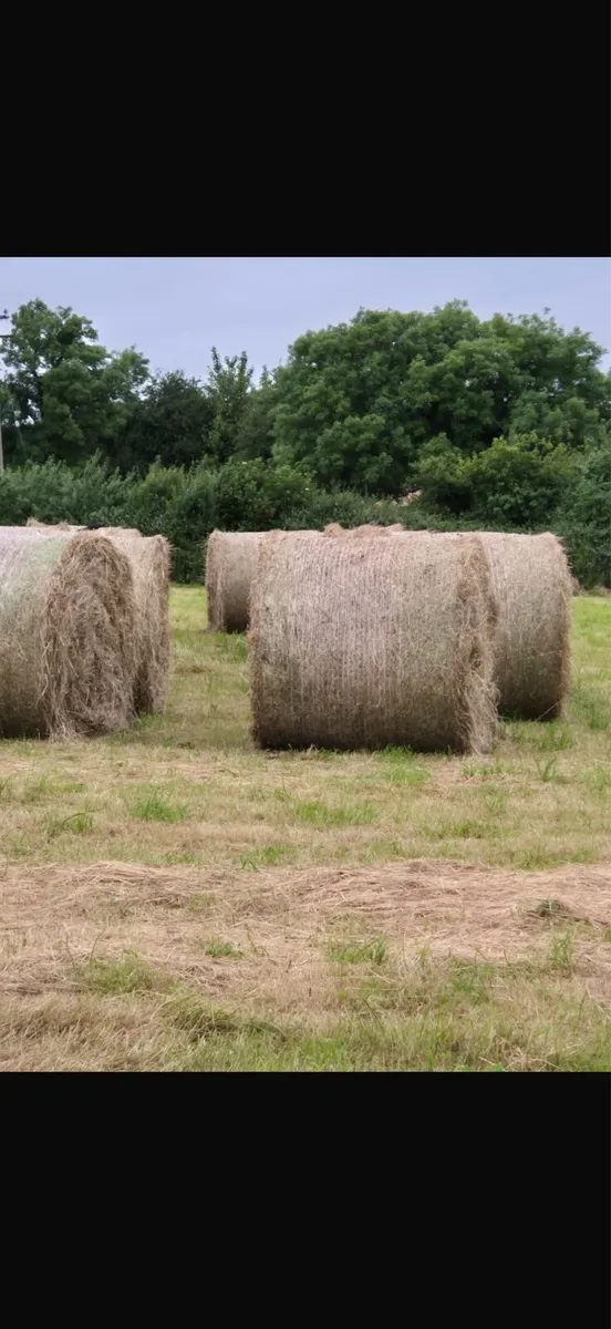 Hay for Sale - Image 2