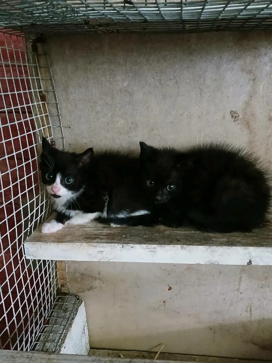 Kittens - Image 1