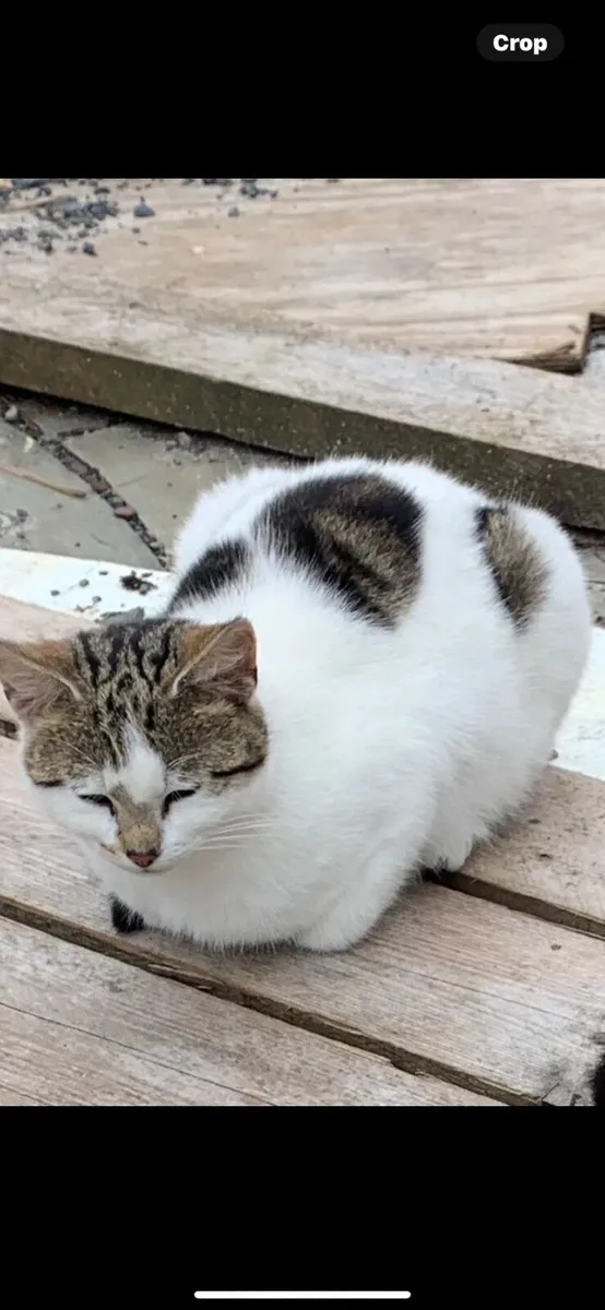 Cat - Image 3
